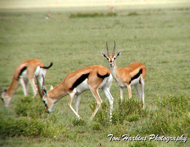 Thompsons Gazelles.jpg
